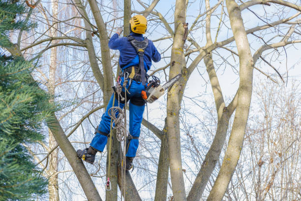 How Our Tree Care Process Works  in  Hudson, NC